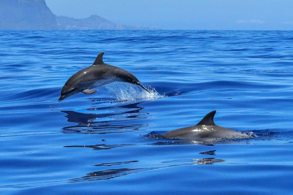 Dolphins in the ocean near Madeira