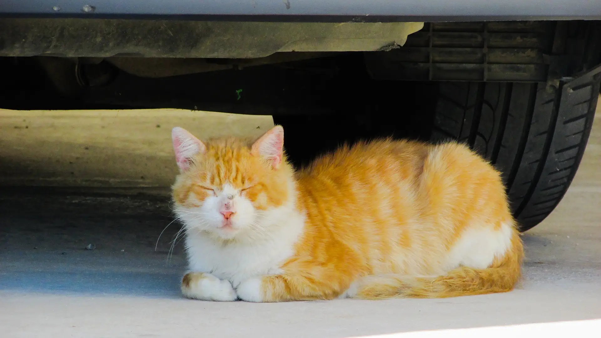 A napping cat under a car, enjoying the roman siesta hours