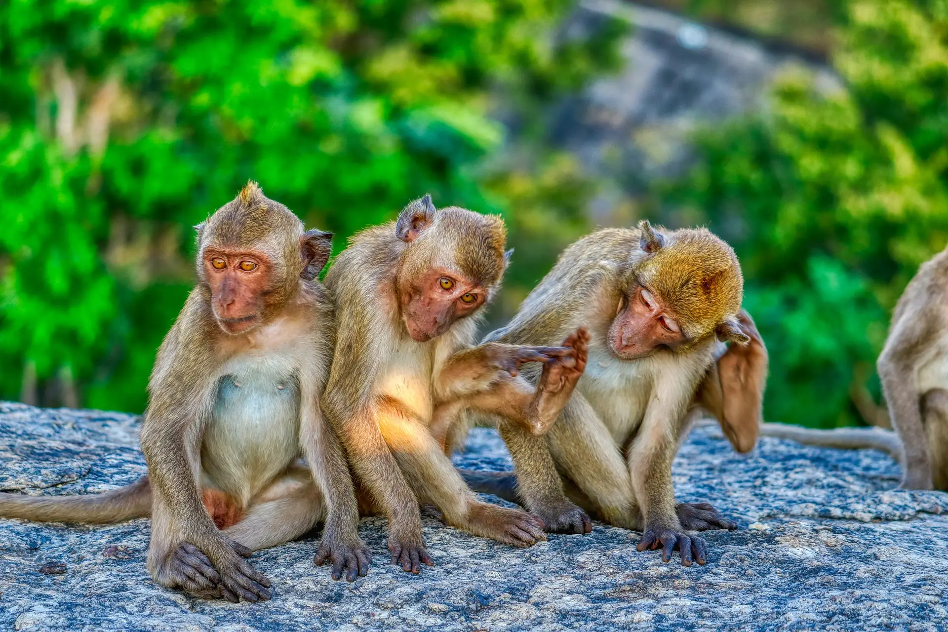 A cute monkey family